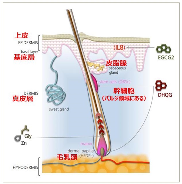 毛包幹細胞と毛乳頭